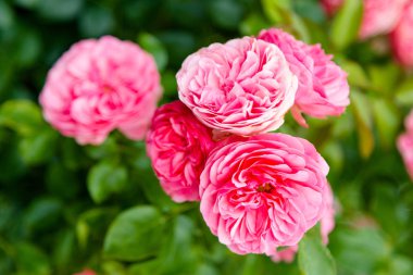 yabani gül çiçekleri