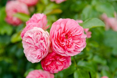 yabani gül çiçekleri