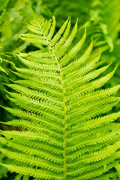 Yeşil eğrelti otu yaprağı — Stok fotoğraf