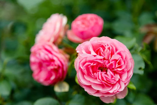 Цветы дикой розы — стоковое фото