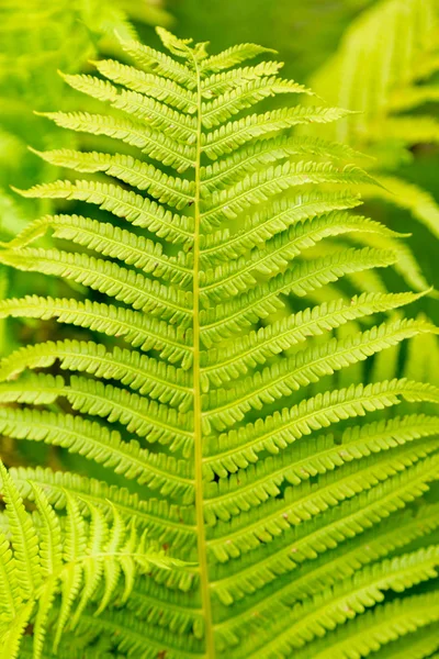 Folha de samambaia verde — Fotografia de Stock