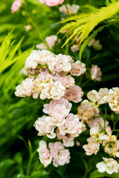 Bush güzel çiçekler — Stok fotoğraf