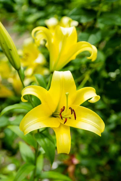 Sarı Zambak çiçeği