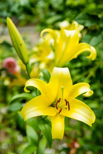 Sarı Zambak çiçeği