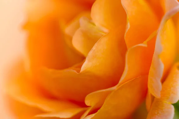 Rosa naranja flor — Foto de Stock