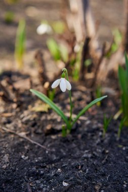 Beyaz kardelen çiçek yakından görmek 