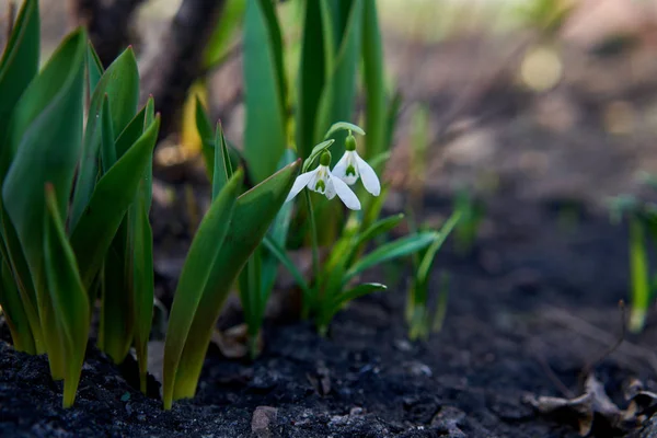 Close Beeld Van Witte Snowdrop Bloemen — Stockfoto