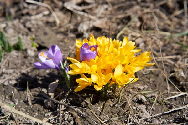 Zbliżenie Kwitnienia Żółte Fioletowe Krokusy — Zdjęcie stockowe