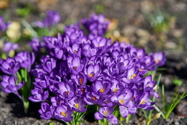 Vergrote Weergave Van Violet Bloeiende Krokussen — Stockfoto