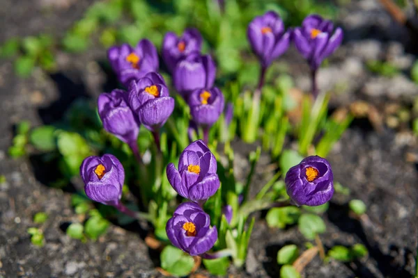 Vergrote Weergave Van Violet Bloeiende Krokussen — Stockfoto