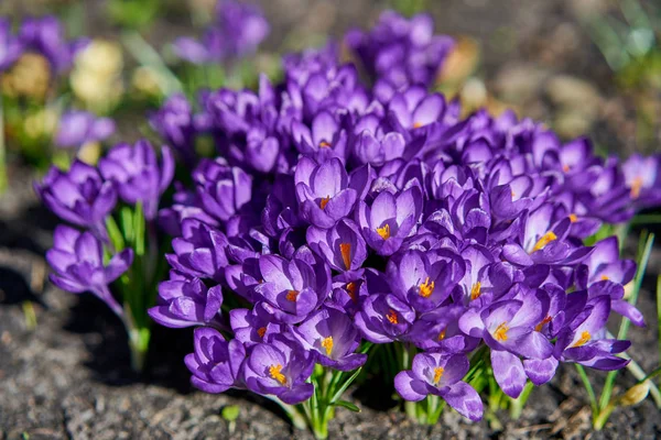 Vergrote Weergave Van Violet Bloeiende Krokussen — Stockfoto