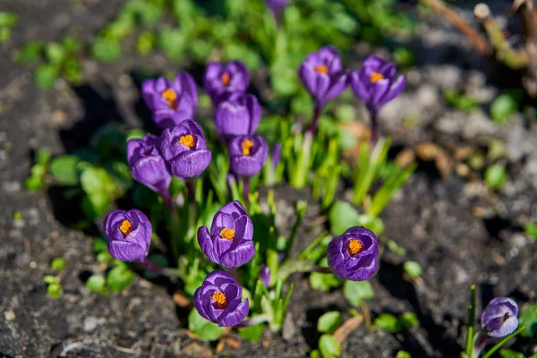 紫色开花番红花的特写图 — 图库照片
