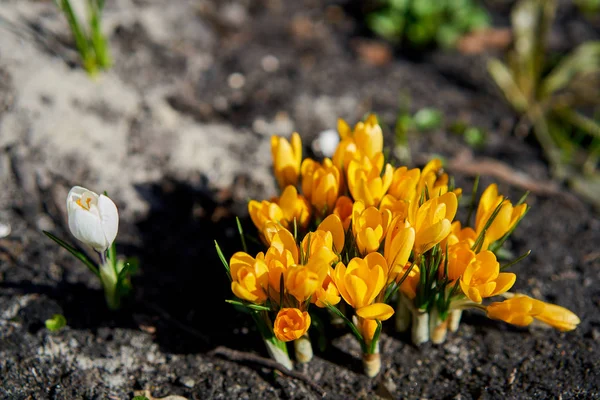 Sarı Çiçekli Çiğdemler Yakından Görmek — Stok fotoğraf