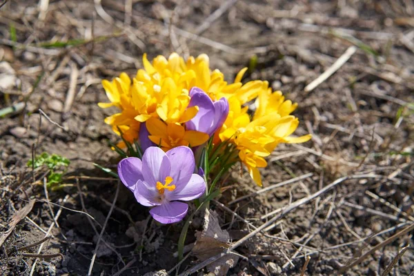 黄紫色花番红花的特写图 — 图库照片