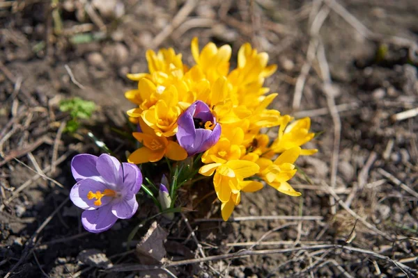 黄紫色花番红花的特写图 — 图库照片