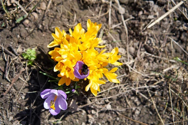 Sarı Mor Çiçekli Çiğdemler Yakından Görmek — Stok fotoğraf