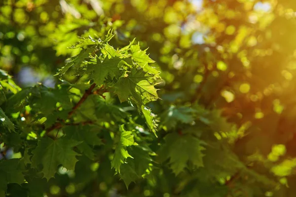 Vue Rapprochée Des Feuilles Érable Vert — Photo