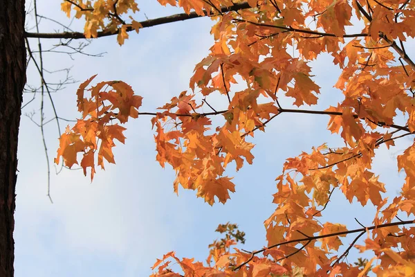 Leuchtende Farben im herbstlichen Wald — Stockfoto