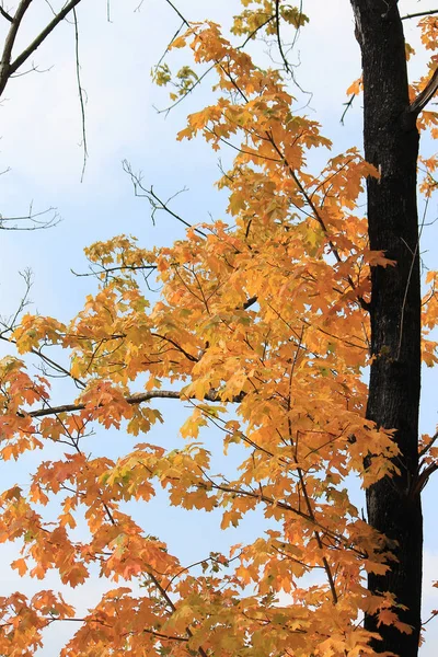 bright colors in the autumn forest