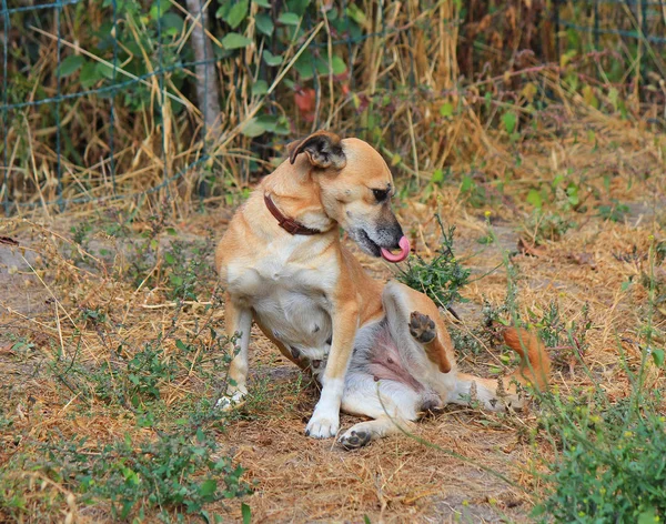 Lindo perro poses para el fotógrafo — Foto de Stock