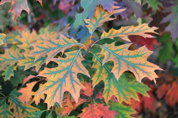 Cores brilhantes na floresta de outono — Fotografia de Stock