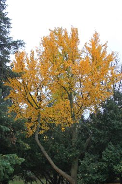 Parlak sonbahar renkleri şehir parkında
