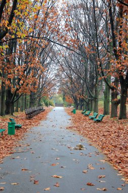 Parlak bir sonbahar sokağı Şehir parkında