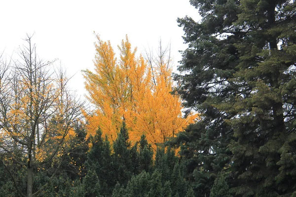 Colores brillantes del otoño en el parque de la ciudad —  Fotos de Stock