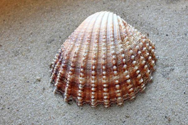Beautiful shells from the bottom of the deep sea — Stockfoto