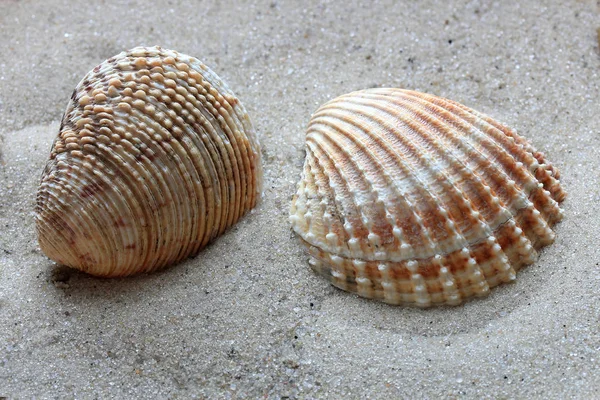 Belas conchas do fundo do mar profundo — Fotografia de Stock