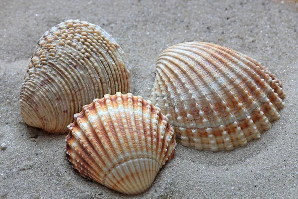 Belas conchas do fundo do mar profundo — Fotografia de Stock