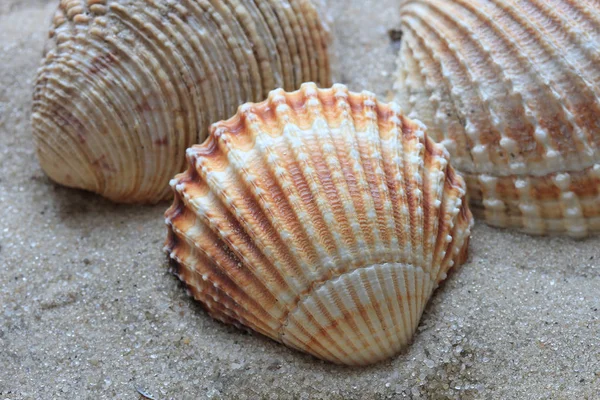 Belas conchas do fundo do mar profundo — Fotografia de Stock