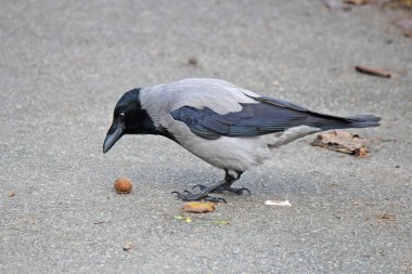 Karga sert asfalt hakkında fındık kırmaya çalışıyor