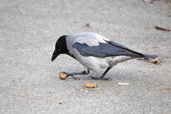 Crow tries to break nut about hard asphalt — Stock Photo, Image