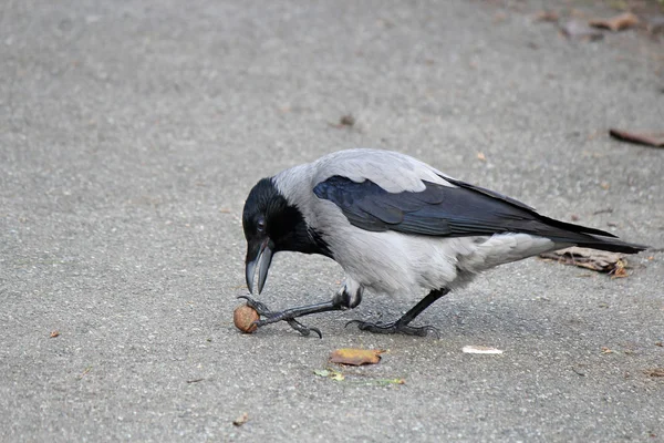 Corvo tenta quebrar porca sobre asfalto duro — Fotografia de Stock