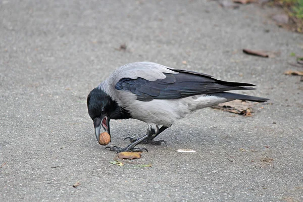 Crow tries to break nut about hard asphalt — Stock Photo, Image