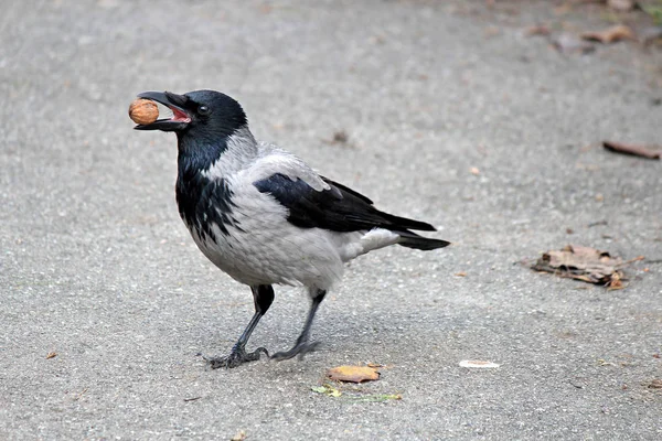 Crow tries to break nut about hard asphalt — Stock Photo, Image