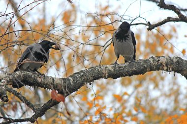 Kargalar bir cevize sahip olmak için yarışıyor