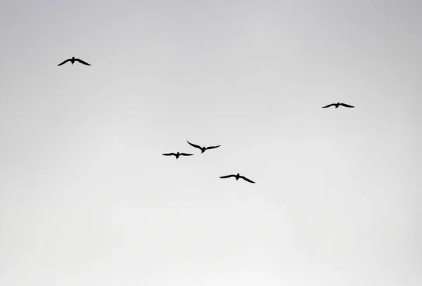 Troupeau d'oiseaux vole vers les climats plus chauds — Photo