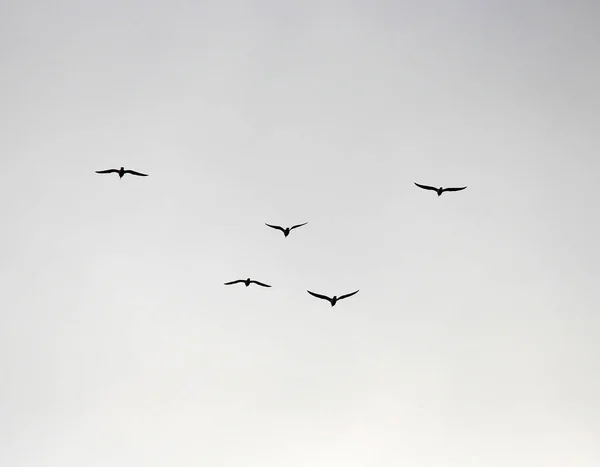 Bandada de aves vuela a los climas más cálidos — Foto de Stock