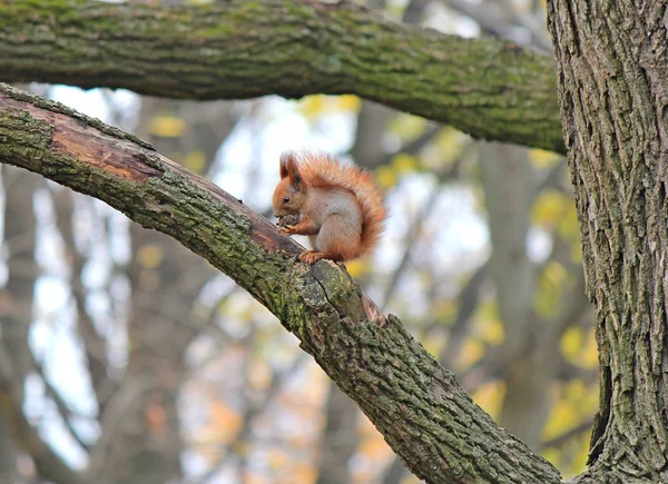 Eichhörnchen nagt an einer schmackhaften Nuss — Stockfoto