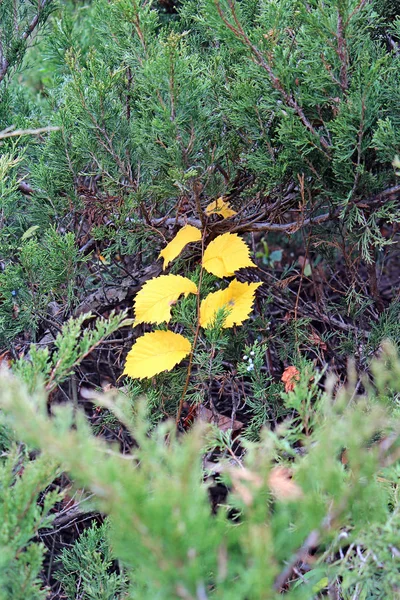 Couleurs d'automne vives dans le parc de la ville — Photo