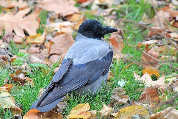 Mooie kraai tussen gevallen herfstbladeren — Stockfoto