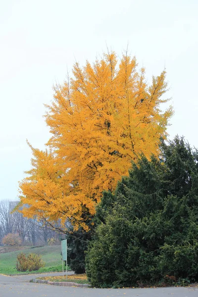Jasné podzimní barvy v městském parku — Stock fotografie