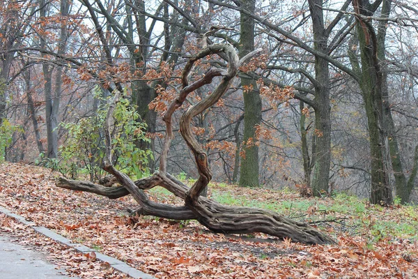 Colores brillantes del otoño en el parque de la ciudad —  Fotos de Stock