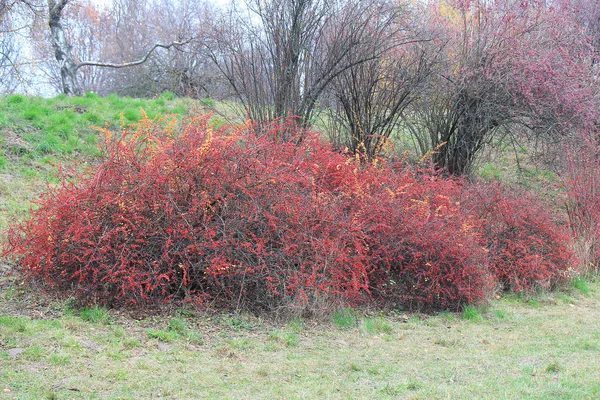 Arbusto brillante de agracejo en el jardín de otoño —  Fotos de Stock