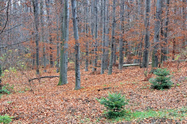 Colores brillantes del otoño en el parque de la ciudad —  Fotos de Stock