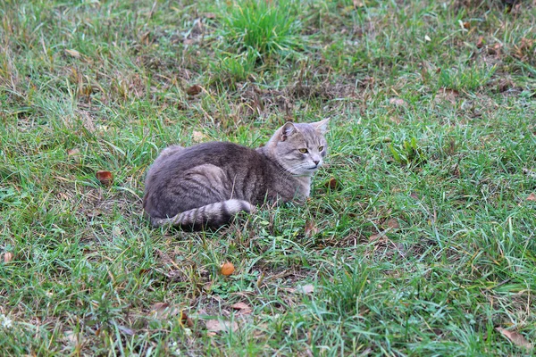 Avcı kedi — Stok fotoğraf