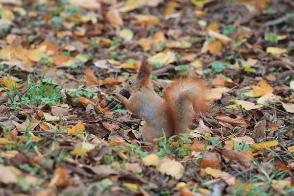 Eichhörnchen im Herbstlaub knabbert eine köstliche Nuss — Stockfoto