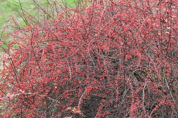 Buisson lumineux d'épine-vinette dans le jardin d'automne — Photo